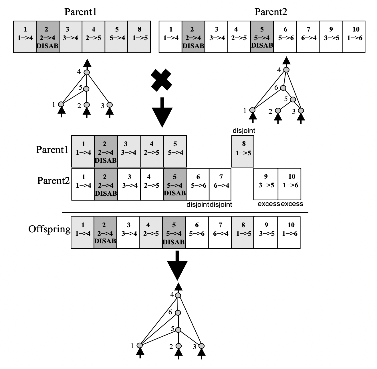 Two genomes generate offspring by lining up innovation numbers